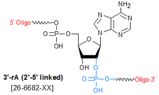 picture of 3'-rA (2'-5' linked)